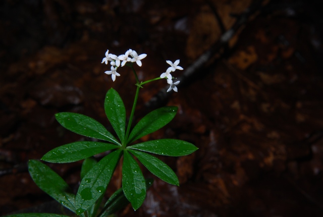 Galium odoratum